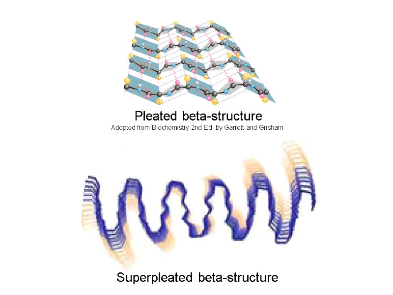 Pleated beta-structure Adopted from Biochemistry 2nd Ed. by Garrett and Grisham   